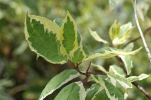 Дерен белый `Крим Крекер`(Cornus alba 